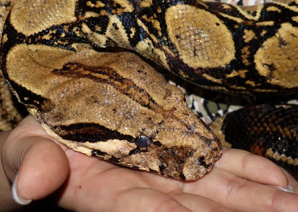 Этот огромный удав живёт в одной из брестских квартир