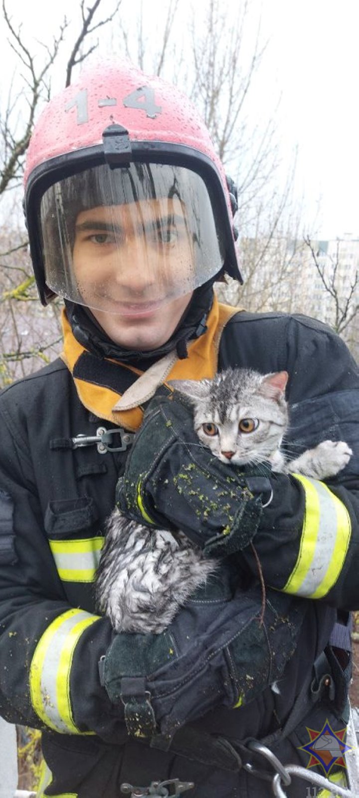 В Бресте спасатели помогли коту, который забрался на дерево