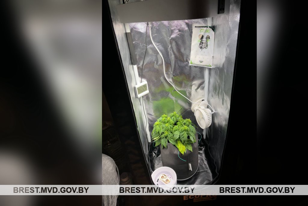 Житель Бреста оборудовал помещение для выращивания конопли