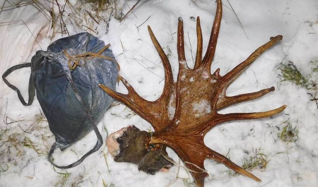 Ущерб составил 38 тысяч рублей: охота на трофейного лося привела к уголовному делу