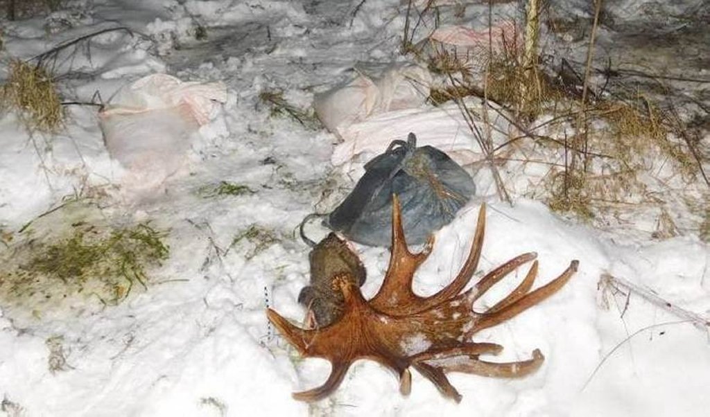 Ущерб составил 38 тысяч рублей: охота на трофейного лося привела к уголовному делу