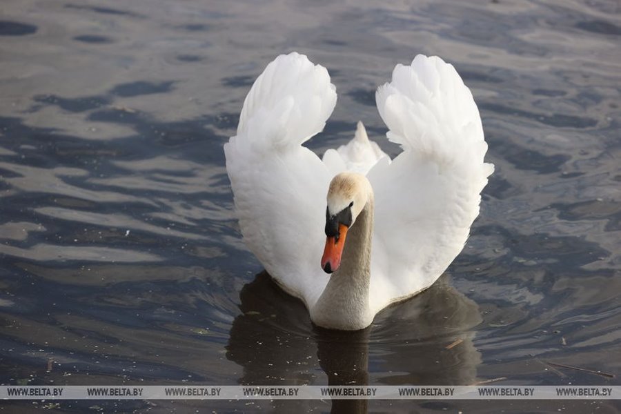 Как вам зима? Сегодня в Бресте столбик термометра достиг отметки +11°С