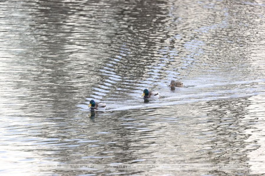 Как вам зима? Сегодня в Бресте столбик термометра достиг отметки +11°С