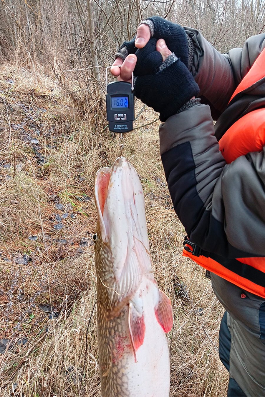 В Беларуси поймали огромную щуку. Сколько она весит?