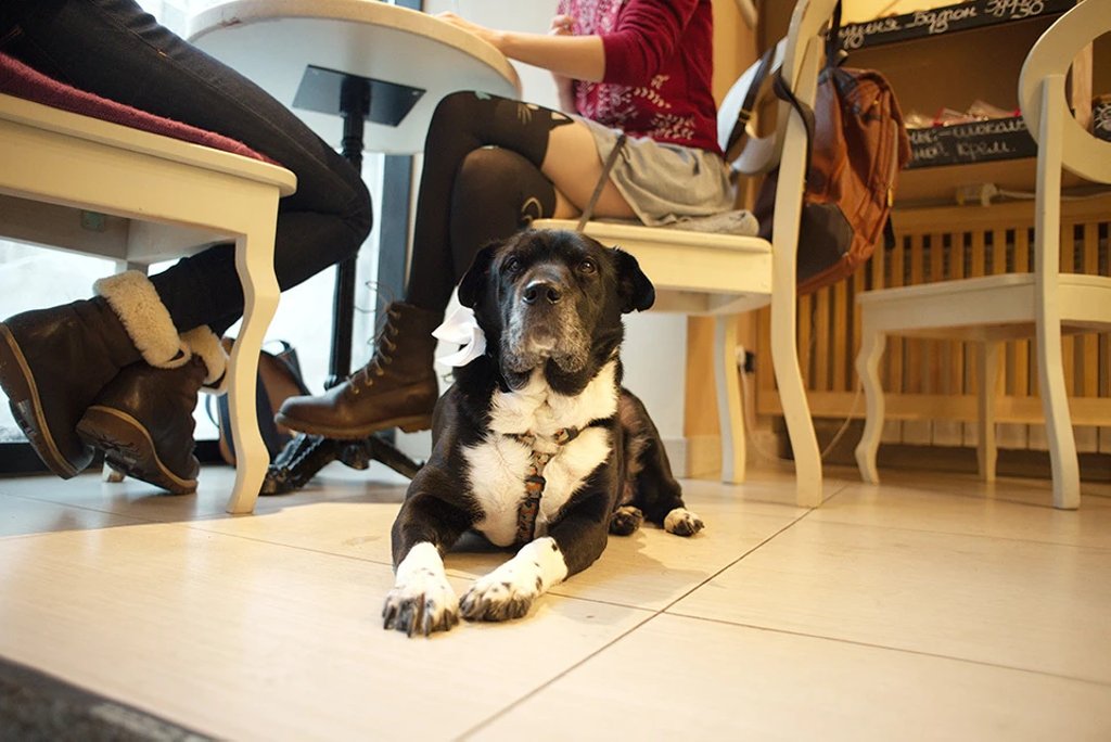 Введен ли запрет на посещение кафе и ресторанов с питомцем?