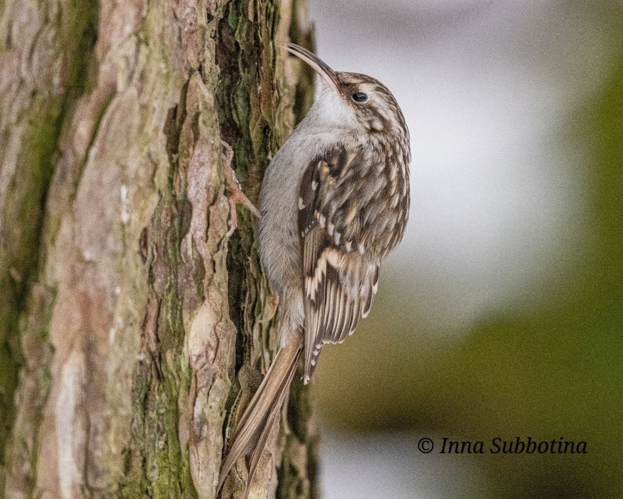 В Брестской области заметили редкую птицу