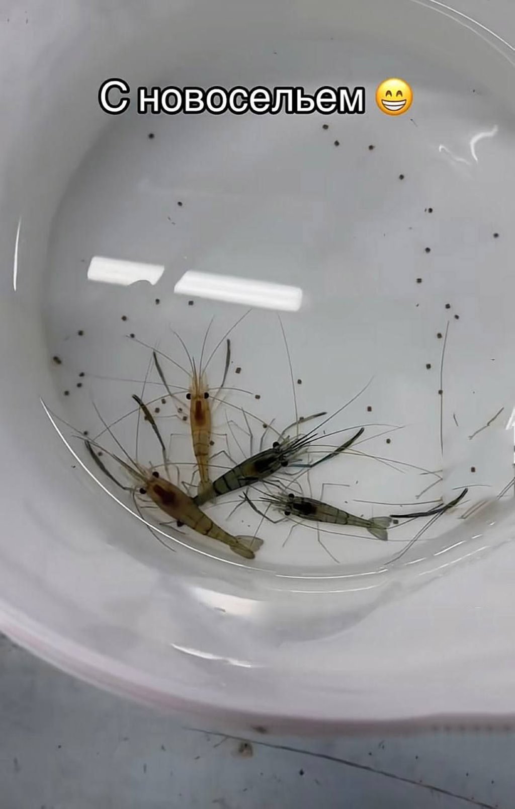 Мужчина из Брестской области открыл креветочную ферму