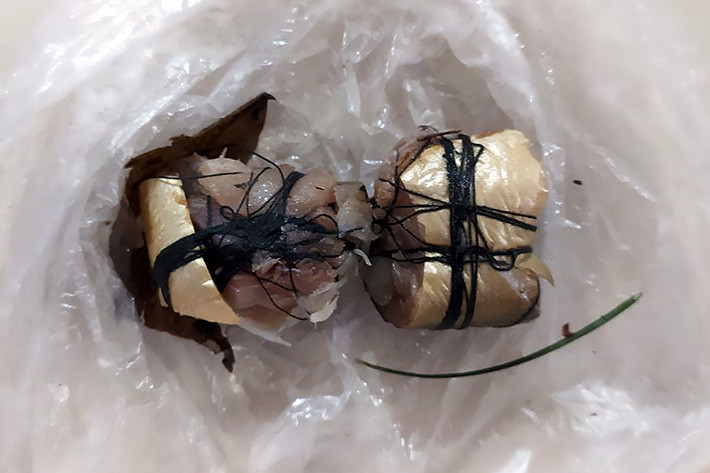 В столице живодеры разбрасывают приманки с иголками и гвоздями