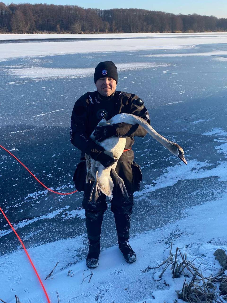 В Бресте спасли лебедя