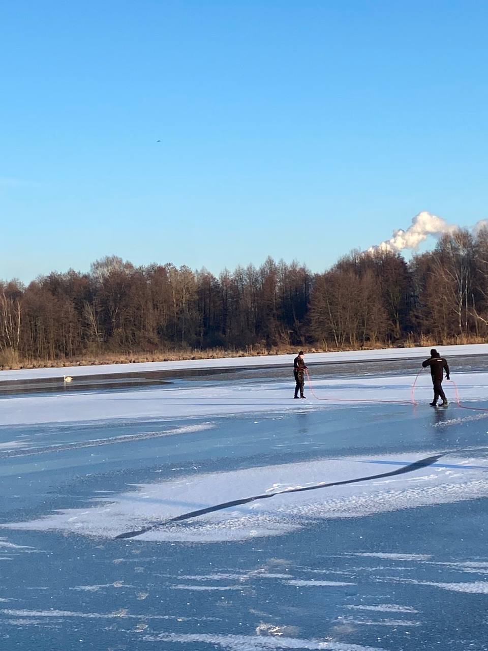 В Бресте спасли лебедя
