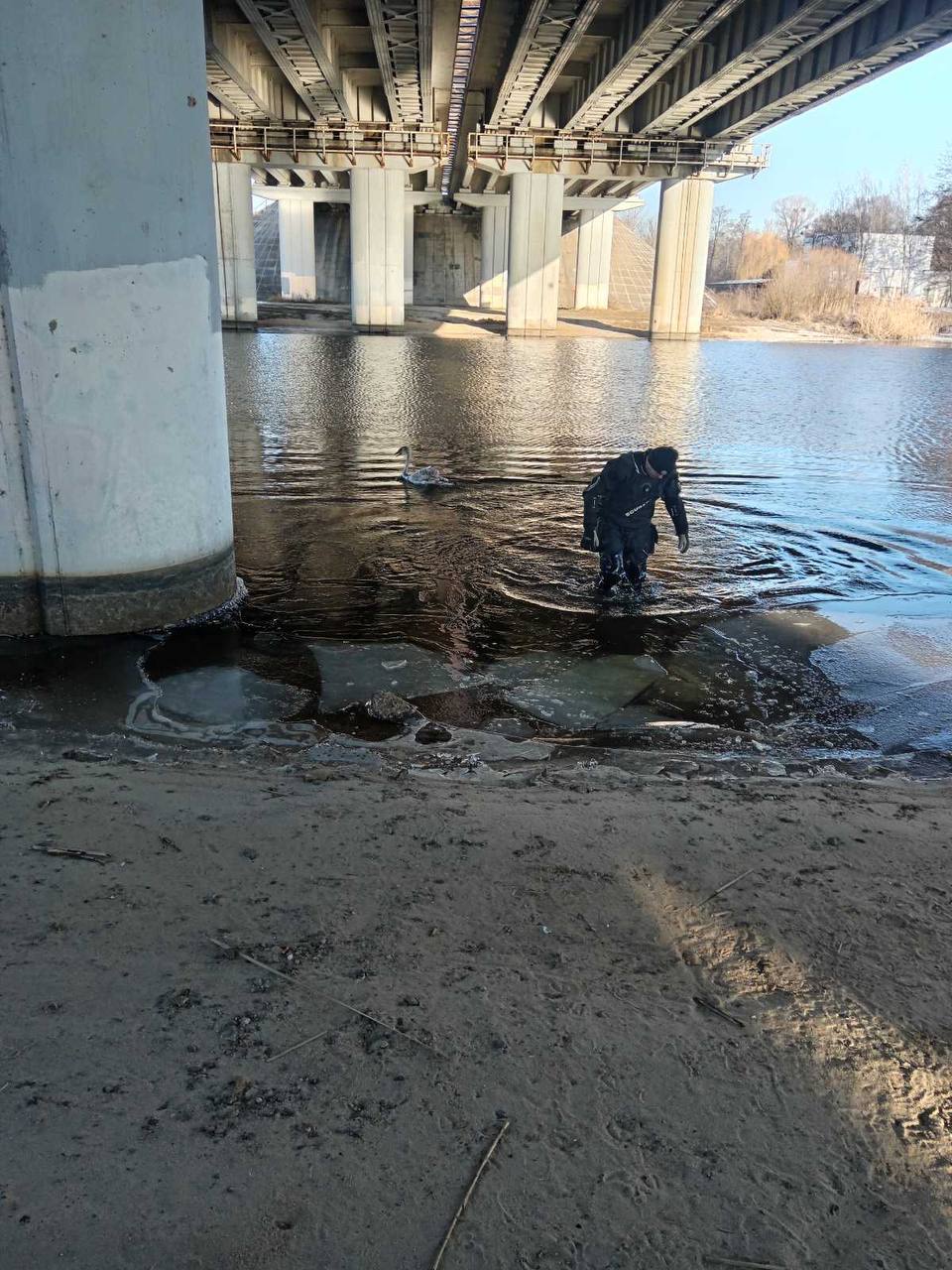 В Бресте спасли лебедя