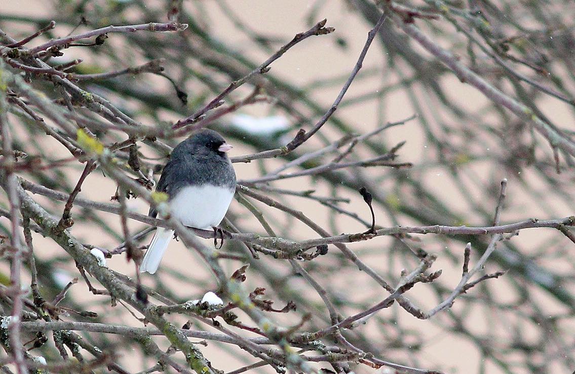 В Беловежской пуще увидели необычную и редкую птицу