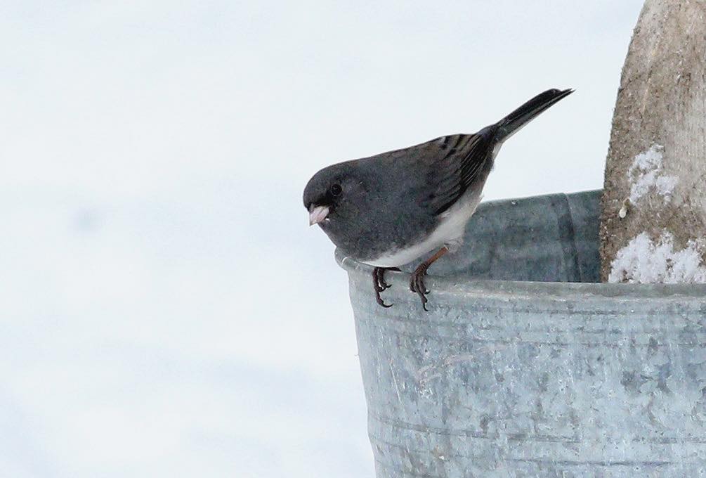 В Беловежской пуще увидели необычную и редкую птицу