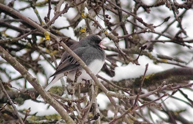 В Беловежской пуще увидели необычную и редкую птицу