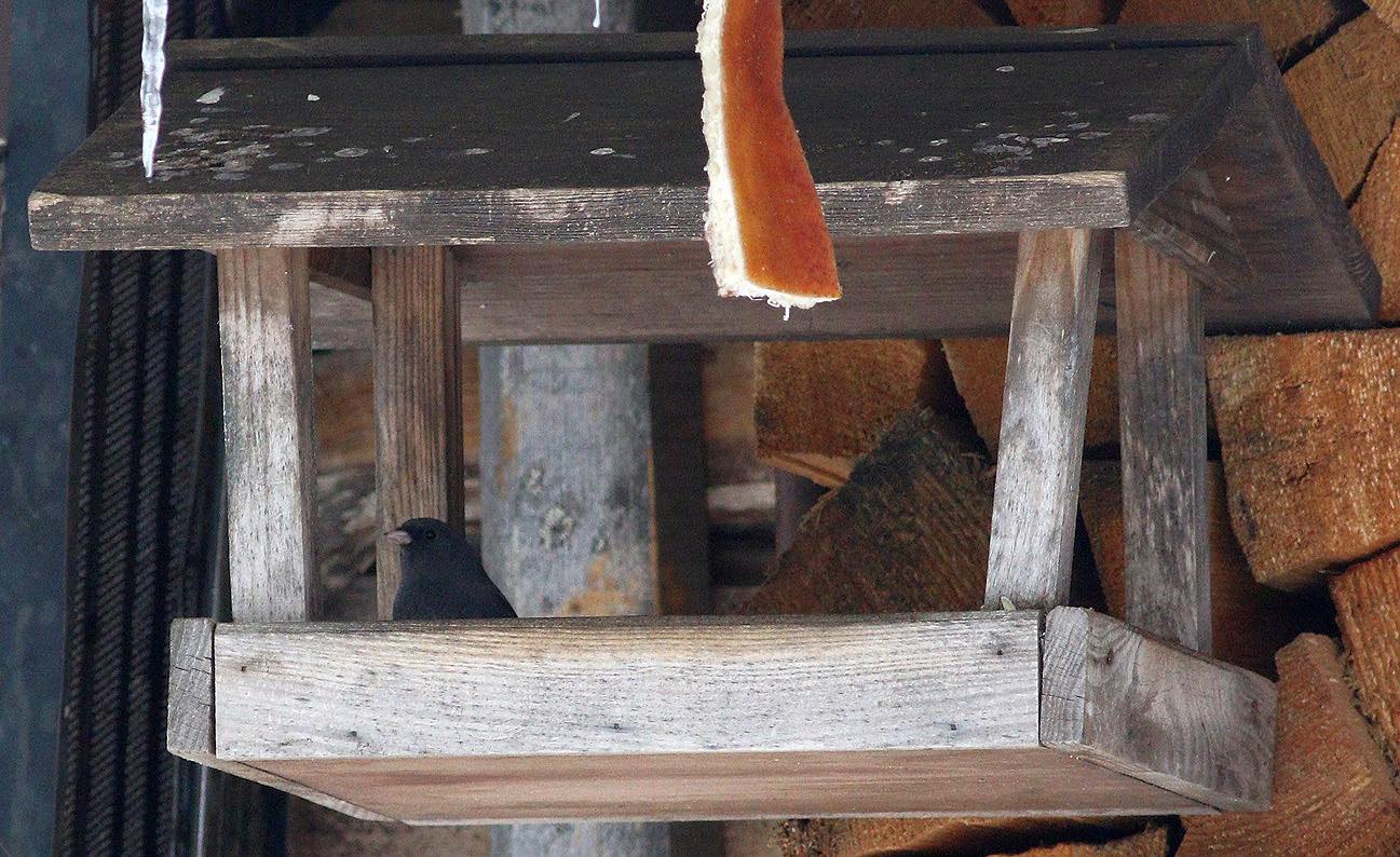 В Беловежской пуще увидели необычную и редкую птицу