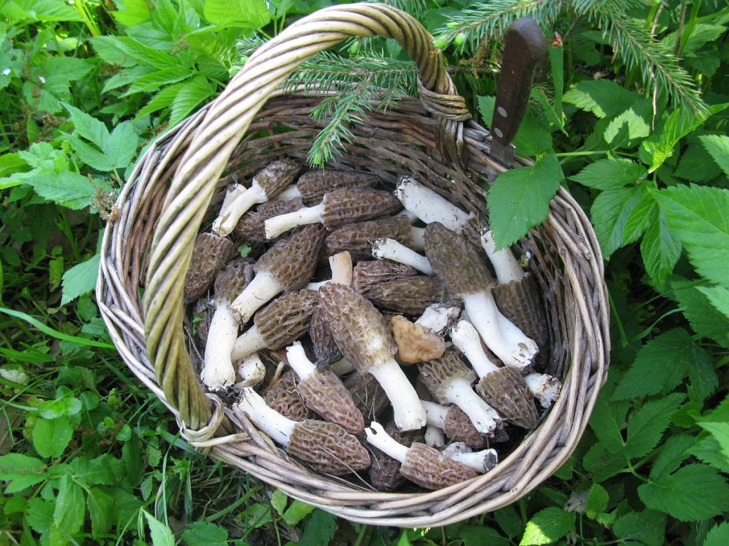 В Беларуси пошли первые грибы: литр стоит больше 200 рублей