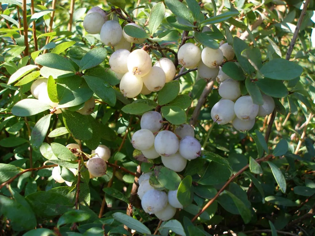 Впервые в Брестской области будут выращивать голубику… белую