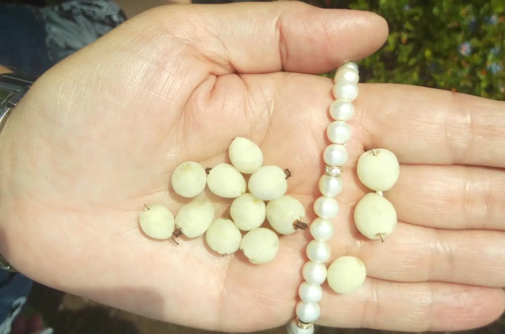 Впервые в Брестской области будут выращивать голубику… белую