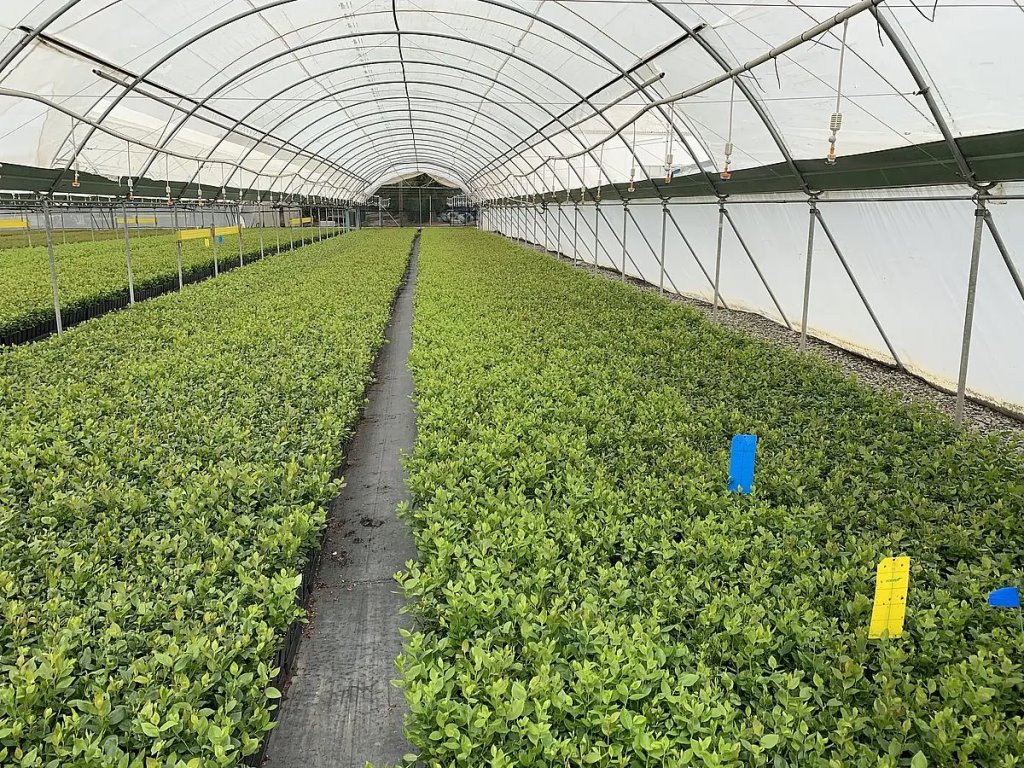 Впервые в Брестской области будут выращивать голубику… белую