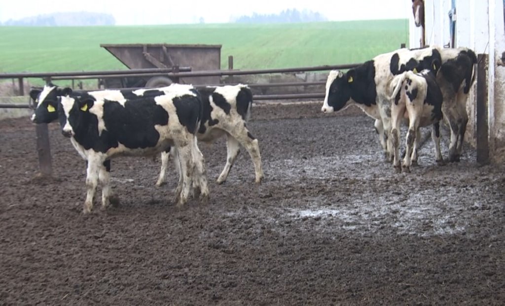 Ложный диагноз: как ветврач в Пинске скрыла падеж теленка и попала под уголовное дело