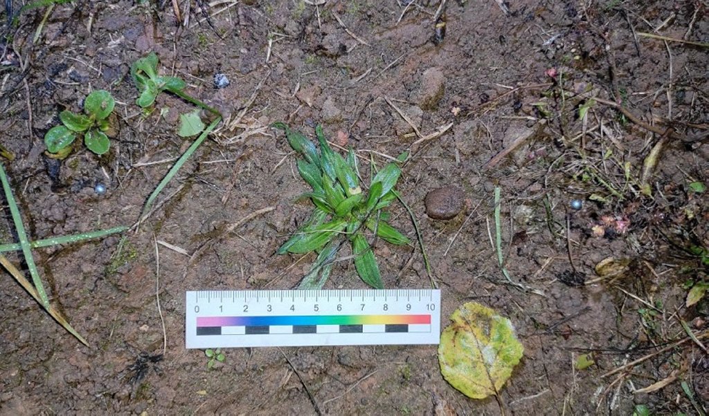 В Беларуси парень выстрелил из пневматического пистолета в 15-летних девушек. Что решил суд?