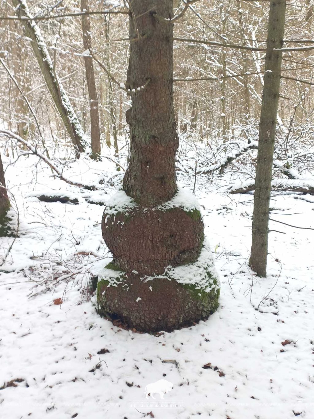 Удивительная ель с формой матрешки найдена в Беловежской пуще