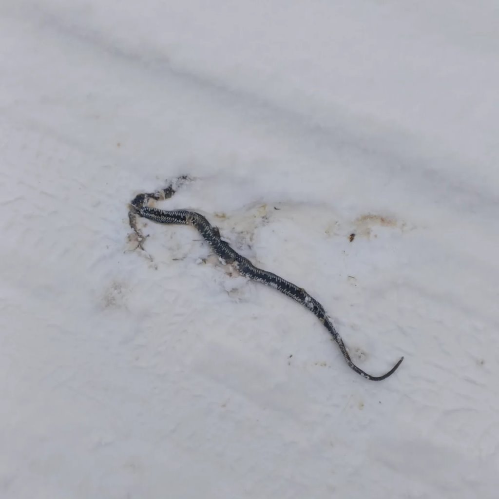 В Беларуси из-под снега выползла змея
