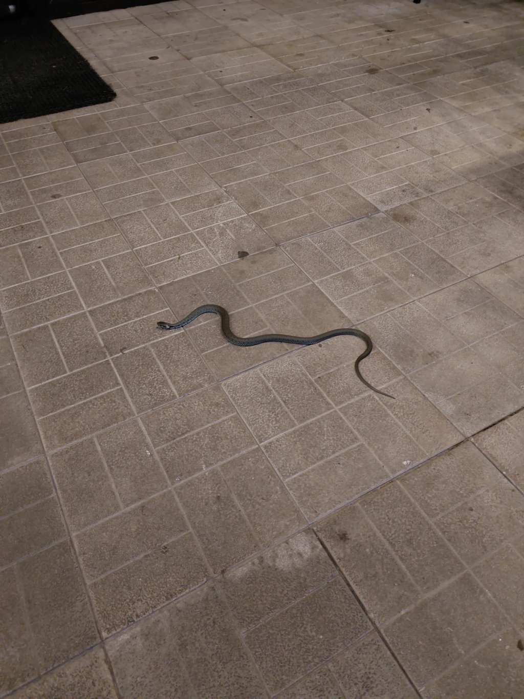 В Беларуси из-под снега выползла змея