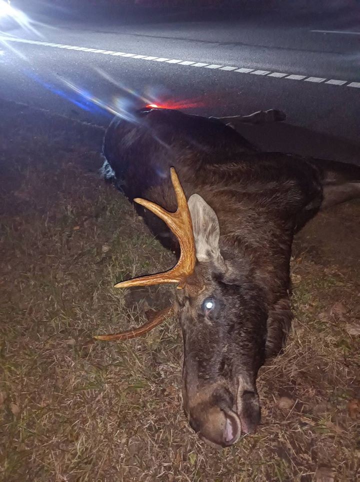 На трассе М5 серьезная авария из-за лося