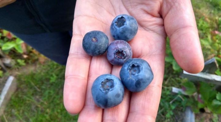 Фото из открытых источников (иллюстрация)