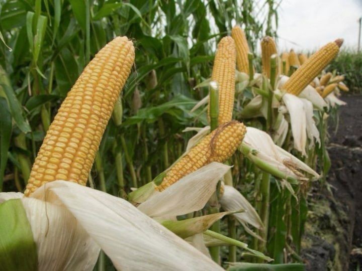 Фото из открытых источников (иллюстрация)