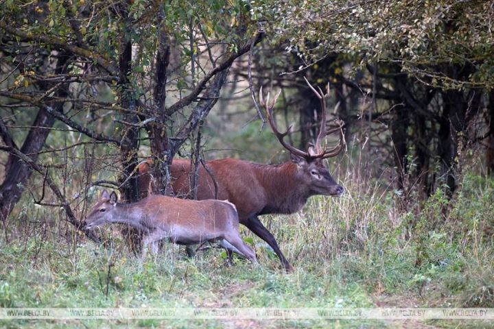 Пик гона благородного оленя в Беловежской пуще