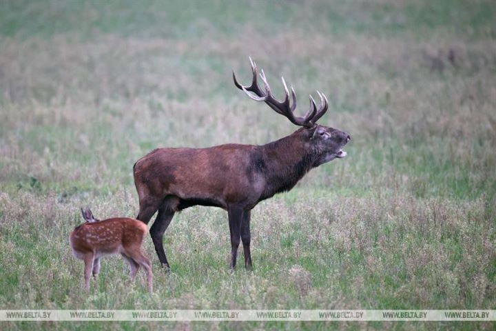 Пик гона благородного оленя в Беловежской пуще