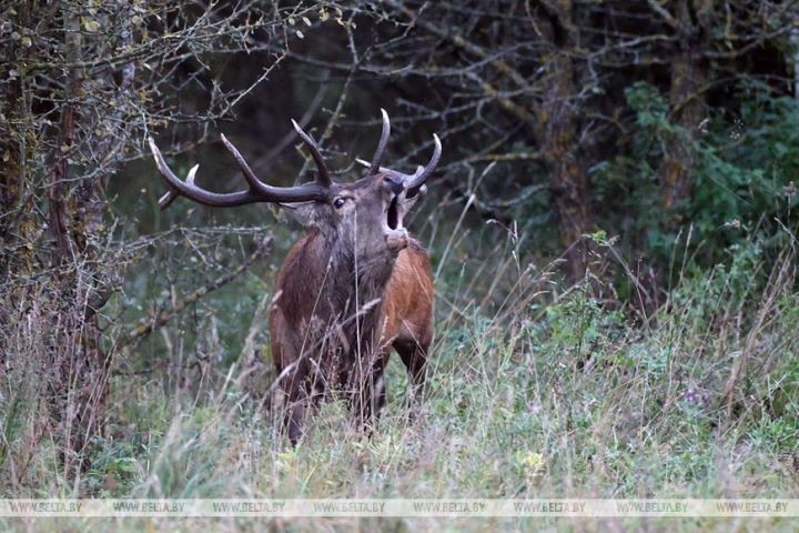 Белорус насобирал 20 килограмм рогов и получил штраф