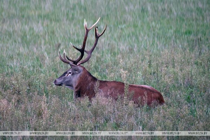 Пик гона благородного оленя в Беловежской пуще