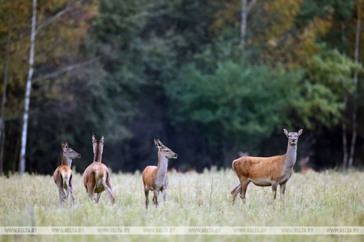 Пик гона благородного оленя в Беловежской пуще