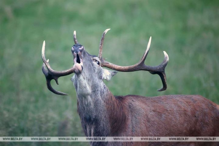 Пик гона благородного оленя в Беловежской пуще