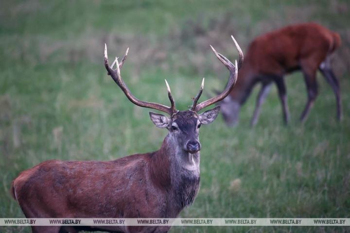 Пик гона благородного оленя в Беловежской пуще