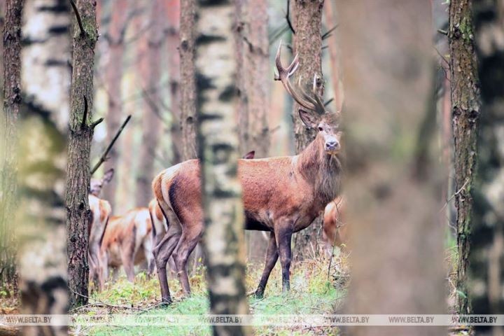 Пик гона благородного оленя в Беловежской пуще