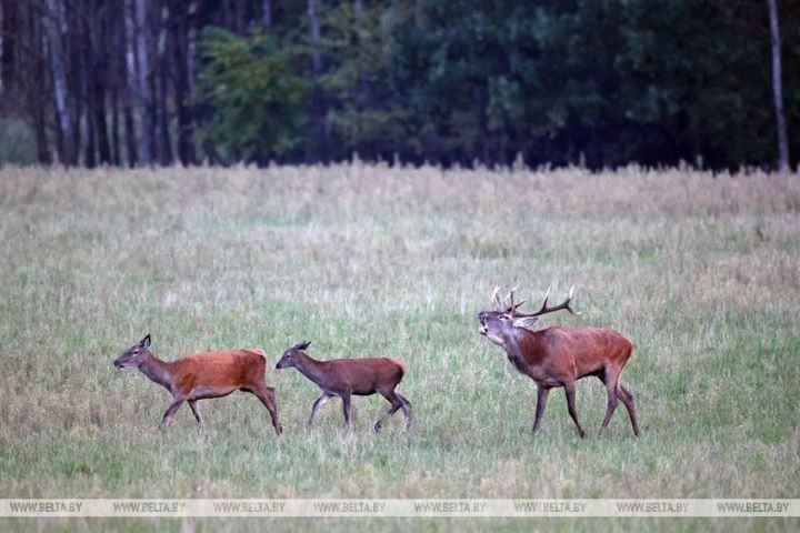 Пик гона благородного оленя в Беловежской пуще