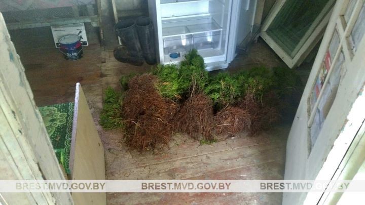 У пенсионерки украли туи, лук и... индюков. Случай в Брестской области