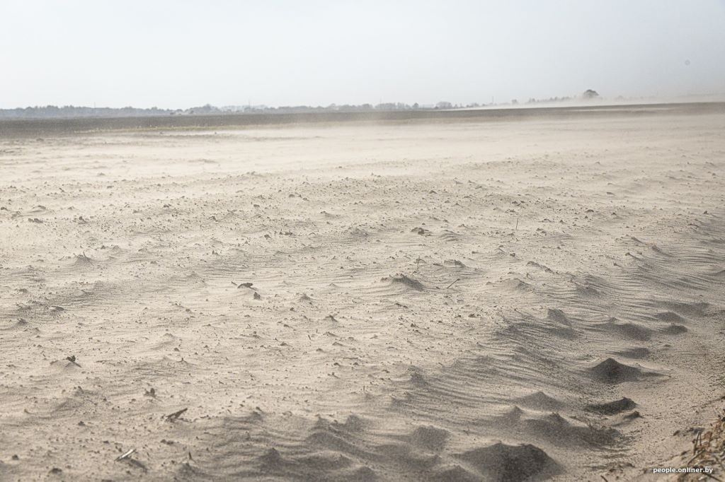 Буря в пустыне: как Полесье зарастает барханами