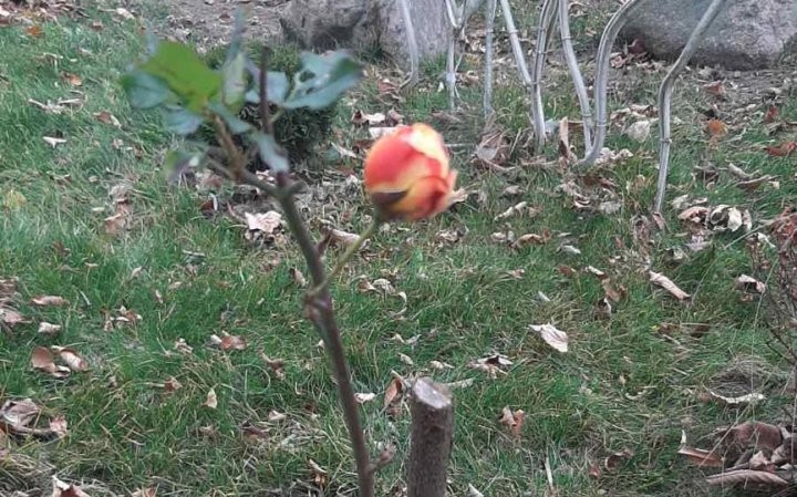 На барановичском предприятии зацвели розы