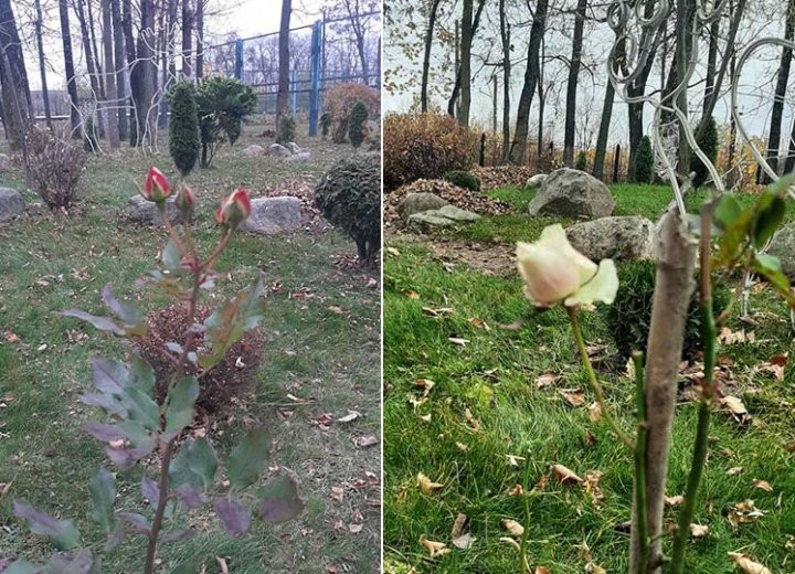 На барановичском предприятии зацвели розы