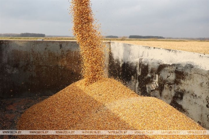 Малоритский район. Как в агрогородке Луково сельчане в трудах осень проводят.