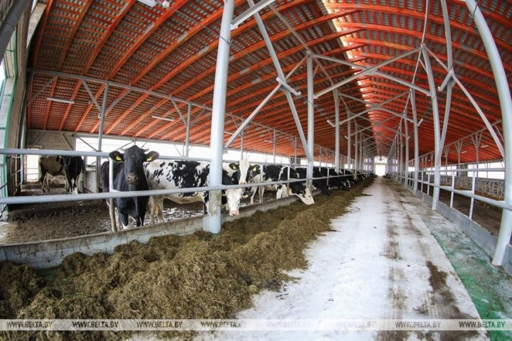 Малоритский район. Как в агрогородке Луково сельчане в трудах осень проводят.