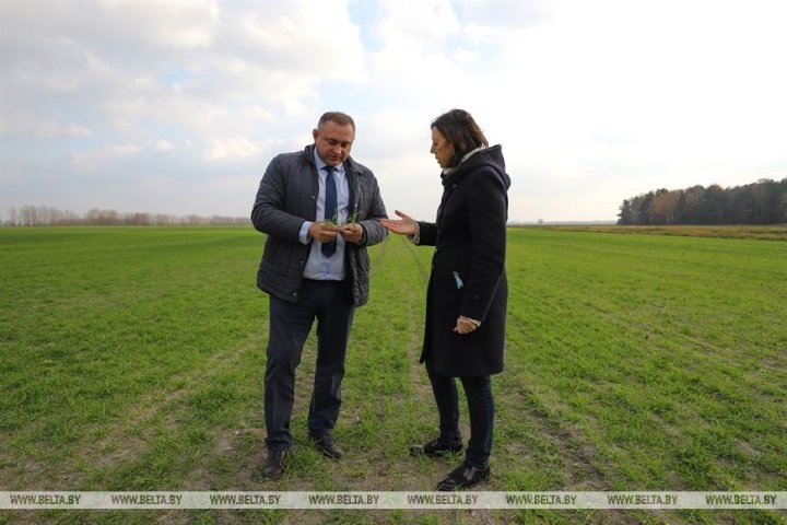 Малоритский район. Как в агрогородке Луково сельчане в трудах осень проводят.