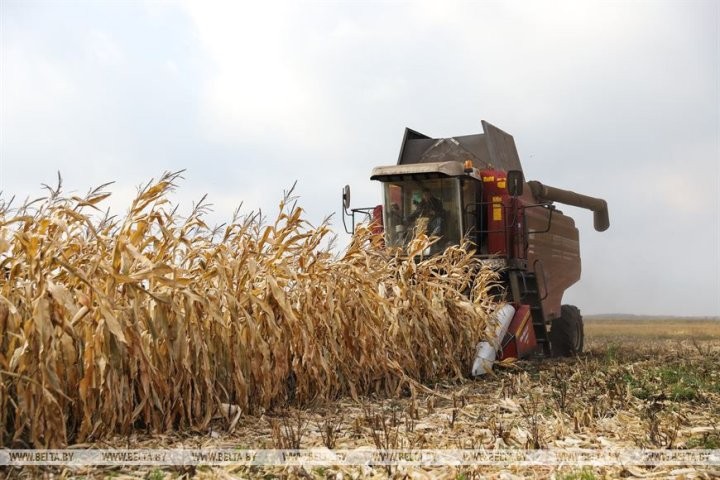 Малоритский район. Как в агрогородке Луково сельчане в трудах осень проводят.