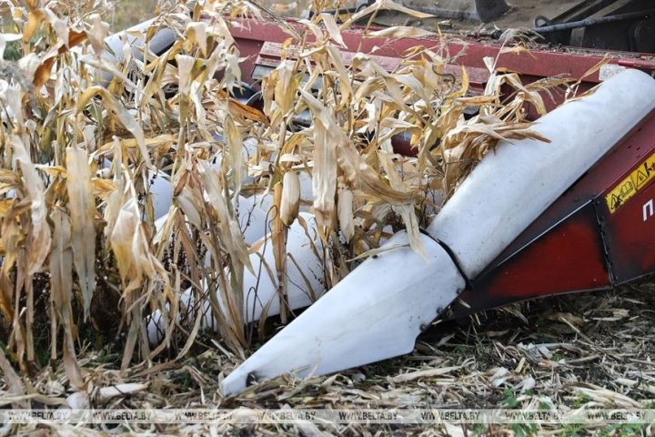 Малоритский район. Как в агрогородке Луково сельчане в трудах осень проводят.