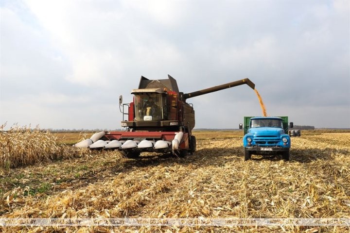 Малоритский район. Как в агрогородке Луково сельчане в трудах осень проводят.